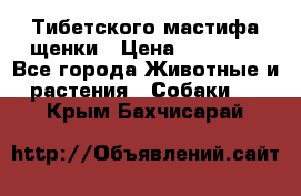  Тибетского мастифа щенки › Цена ­ 10 000 - Все города Животные и растения » Собаки   . Крым,Бахчисарай